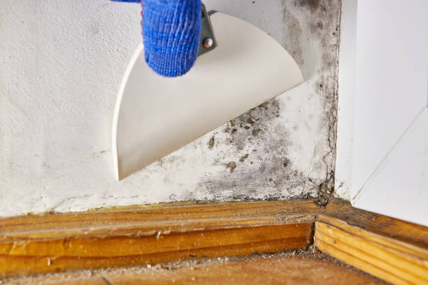 Best Water Damage & Mold Remediation  in Kihei, HI
